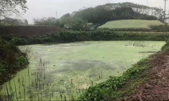 生活污水納污坑塘富營養化。