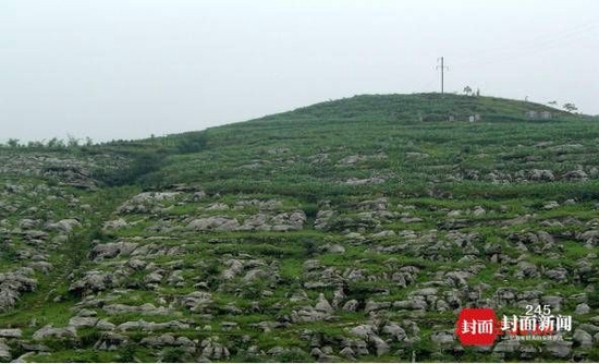 2005年5月29日，泸州市叙永县落卜镇硐坪村小地名大夹桥后。四川省林业和草原局供图