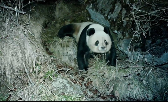 近年来，红外相机记录了越来越多的活体熊猫影像。