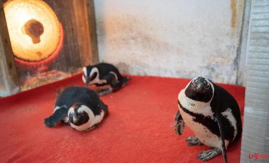 ▲成都动物园正在烤火的企鹅