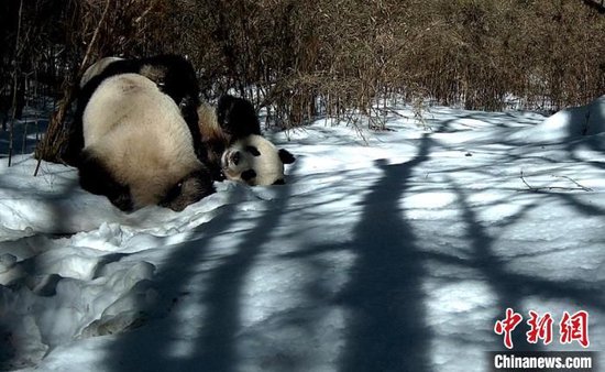 四川石棉：拍摄到野生大熊猫雪地里“谈恋爱”影像资料