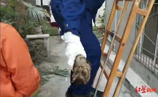 消防員救下的貓頭鷹