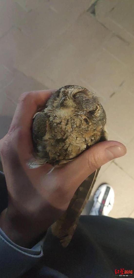 5月11日在遼寧沈陽記錄到的鳥撞玻璃事件