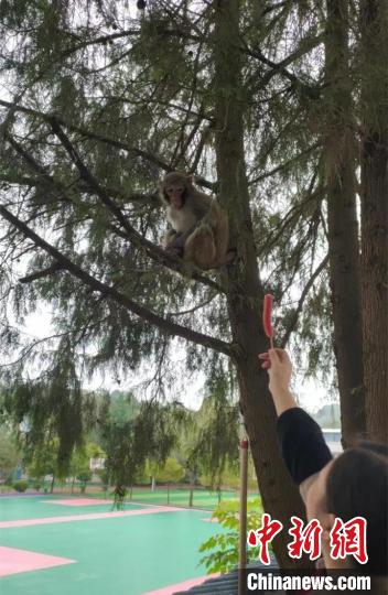 给猕猴喂食。　古蔺公安供图