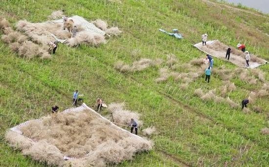 5月6日，村民在收获油菜籽（邓良奎摄）
