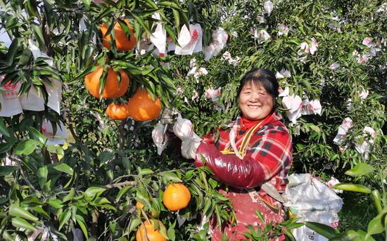 天府新区眉山片区的村民采摘耙耙柑。受访者供图