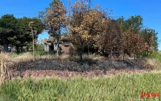 ↑火灾现场杂草树木被烧毁