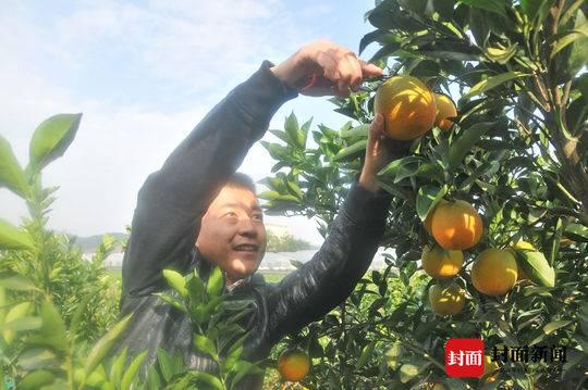 采摘柑橘 摄影 周汉兵