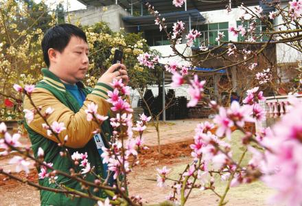 3月5日,毛世杰在成都龙泉驿区一农家乐拍摄桃花。