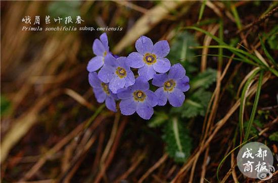 西南地区有200多种报春花