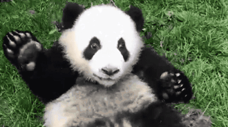 因“黑眼圈”而显得硕大的眼睛
