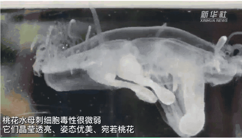 桃花水母 (資料圖片,來源:新華社)