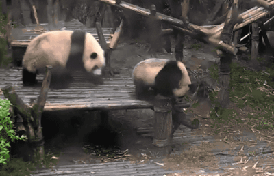 圆圆的大脸