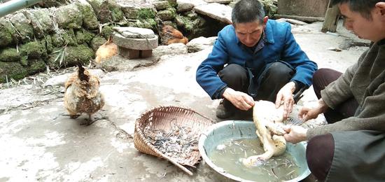 周公山镇漆树村第一书记任乐强在帮助宰杀采买的土鸡