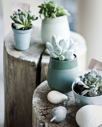 激萌多肉?#21442;?图片来源自Pinterest@Chong Huimin