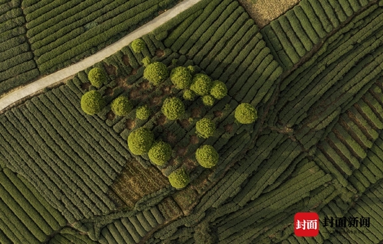 茶园滴翠 瞰春日大地音符