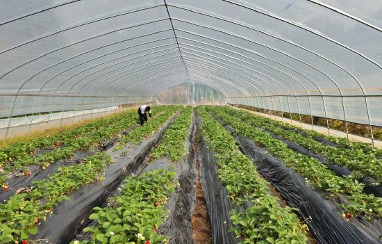 种植户正在观察草莓长势