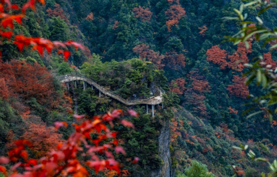 |巴山大峡谷琥珀、青翠、火红、深紫、金橘、明黄，灿烂若天边的彩霞。