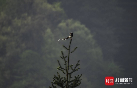 赏了鸟的春天 才是真正的春天