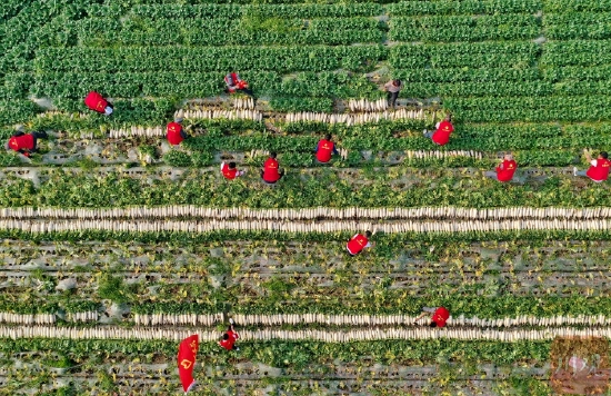 南充嘉陵：志愿服务“及时雨” 田间再现“志愿红”