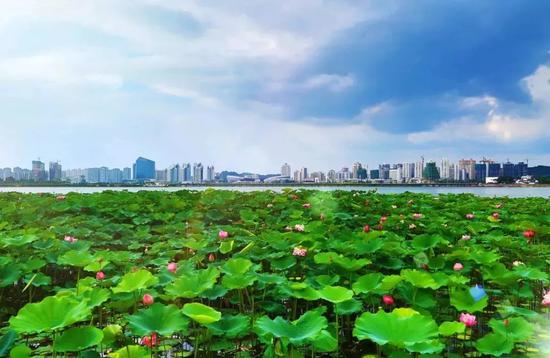 湖中圣莲岛