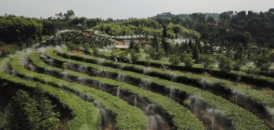 泸州市纳溪区用“数字化”助力茶产业提档升级。