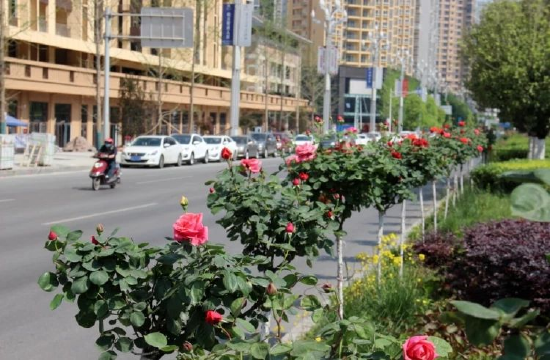 道路兩旁花競開