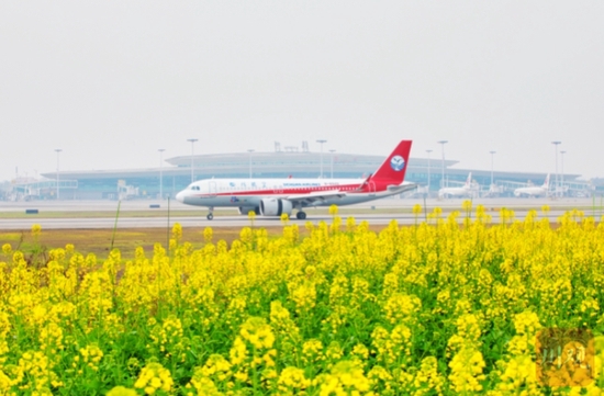 泸州：当油菜花“遇上”飞机、动车、船舶会怎样？
