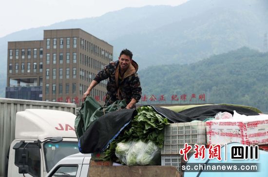 一名貨車司機(jī)用帆布遮擋車上的蔬菜,準(zhǔn)備返程。