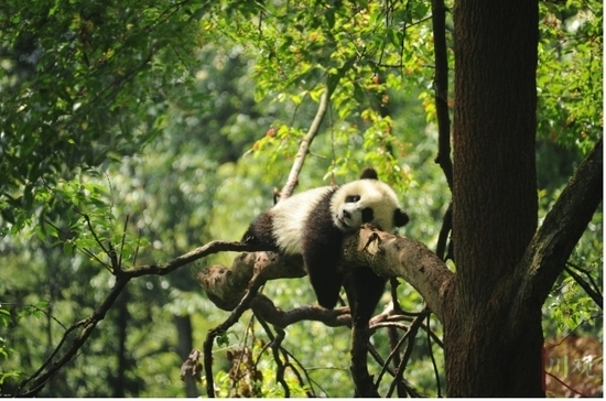 大熊猫国家公园卧龙片区的大熊猫