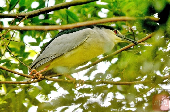春江水暖 夜鹭开始在成都锦江边“筑爱巢”