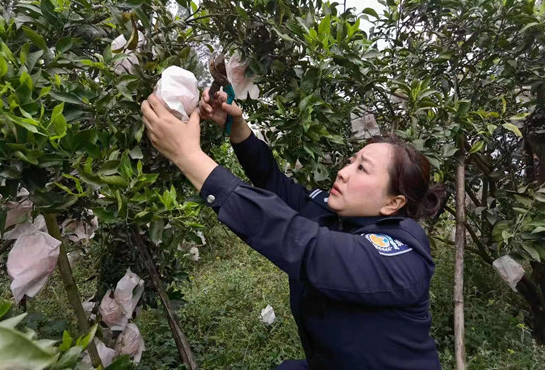 民警帮果农采摘不知火