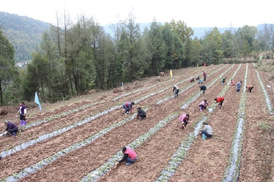 通江县兴隆镇兴隆村的村民们正在补植茶苗