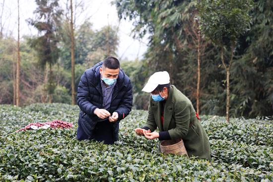 张波在茶园查看春茶长势