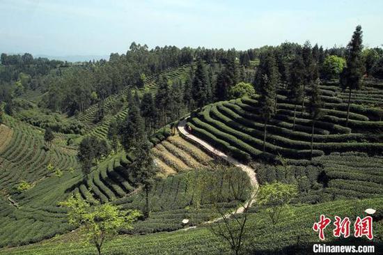 名山牛碾坪万亩观光茶园