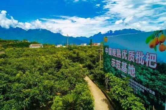 石棉縣枇杷示范基地