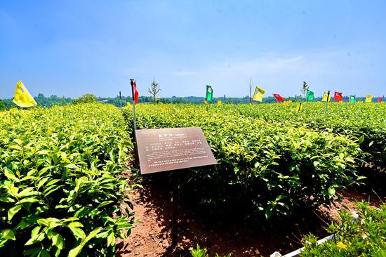 川茶集团茶树品种选用比较示范园