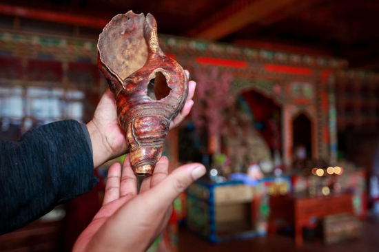 一只很有年代感的海螺,同样来自老者的家族藏品