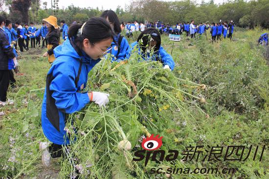 拔除杂草