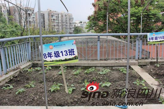 “蔬香园”种植物(部分)