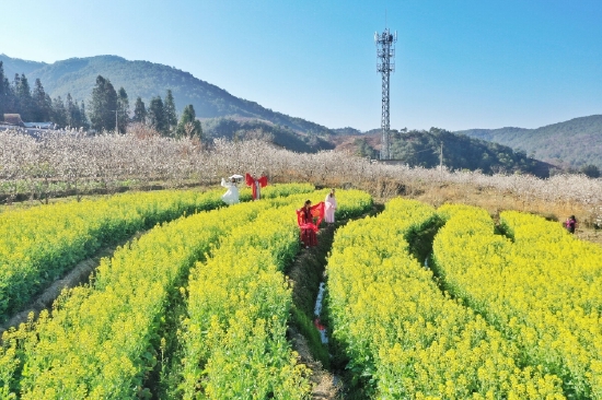 桃园村：赏花经济带来甜蜜事业