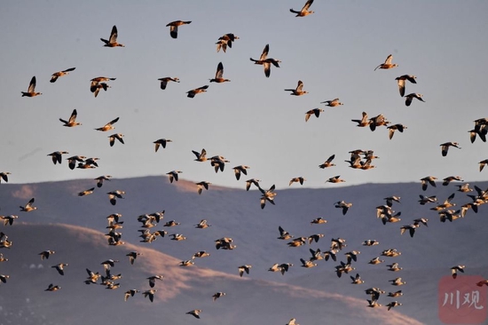 “越冬模式”开启！候鸟天堂迎来国家一级保护动物黑颈鹤群