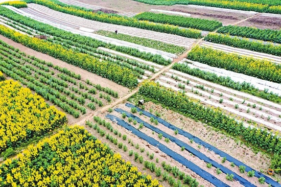 2月19日，泸州市纳溪区安富街道三江村的村民在进行田间管理。廖胜春 摄（视觉四川）