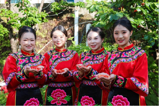 樱桃采摘体验（泸定县文化广播电视和旅游局 供图）