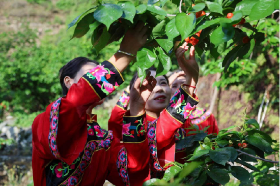 樱桃采摘体验（泸定县文化广播电视和旅游局 供图）