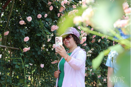 游客打卡金兰花谷（秦旭 摄）