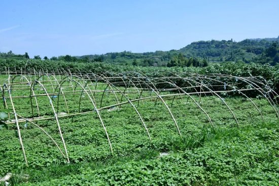 大竹县苎麻品种基地。大竹县委宣传部供图