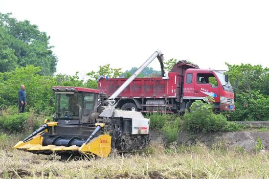 收割機(jī)將油菜送至運(yùn)輸車(李相芬 攝)