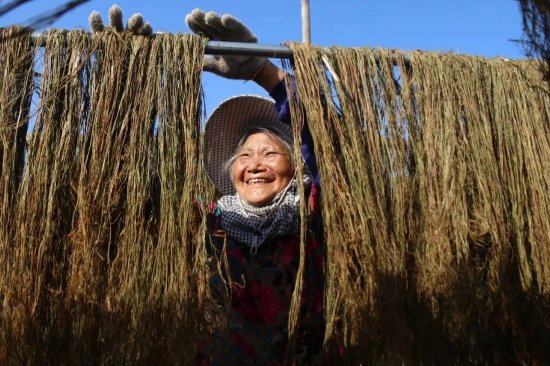 圖為:金偉家庭農場的工人正在晾曬打剝出來的原麻