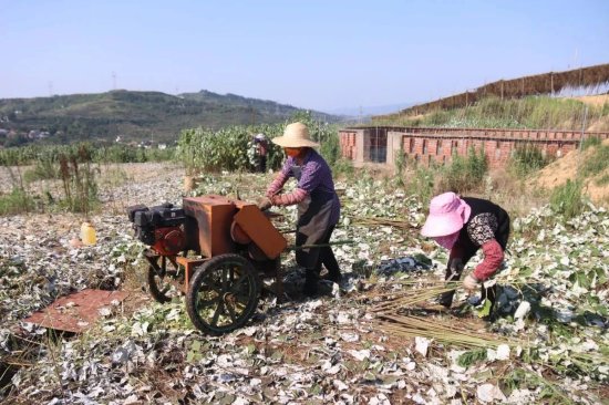 圖為:金偉家庭農場的工人正在打麻